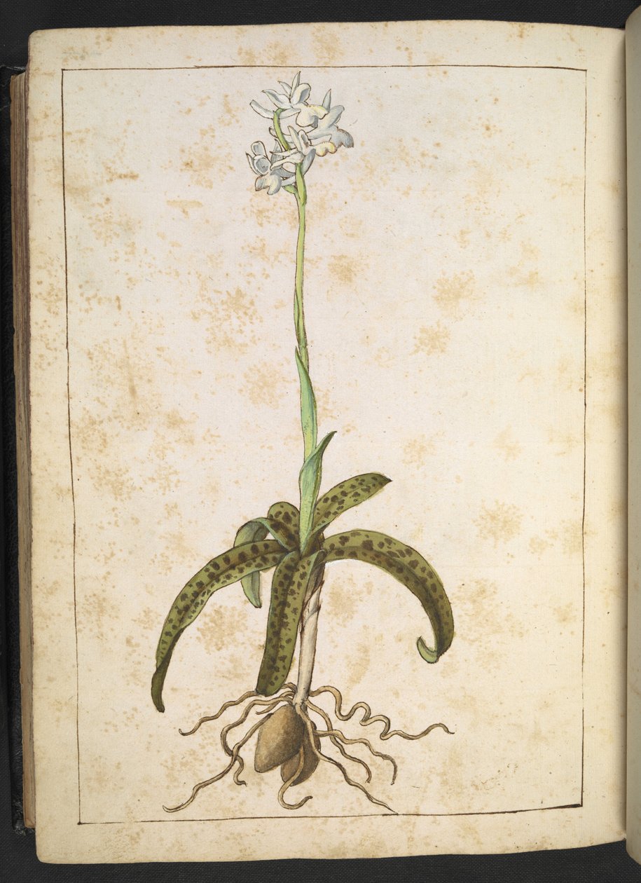 Roślina o białych płatkach, z "Obrazów flory stanów rzymskich" Gherardo Cibo, Add MS 22333, f173v, c.1564-84 (akwarela i gwasz na papierze) autorstwa Gherardo Cibo