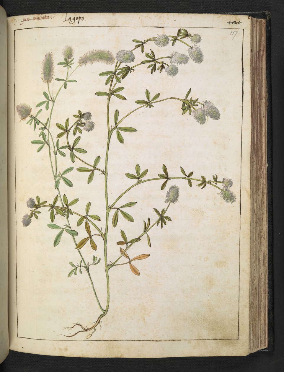 Roślina o białych kwiatach. , z „Obrazy Flory stanów rzymskich” Gherardo Cibo, Add MS 22333, f117r, c.1564-84 (akwarela i gwasz na papierze) autorstwa Gherardo Cibo