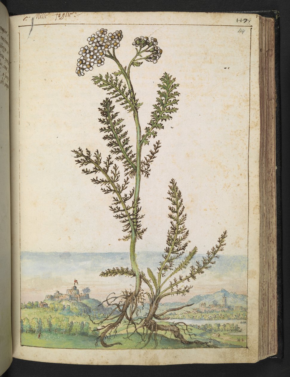 Achillea millefolium: Wysoka roślina typu paprociowego z białymi kwiatami, z „Paintings of Flora of the Roman States” autorstwa Gherardo Cibo, Add MS 22333, f114r, c.1564-84 (akwarela i gwasz na papierze) autorstwa Gherardo Cibo