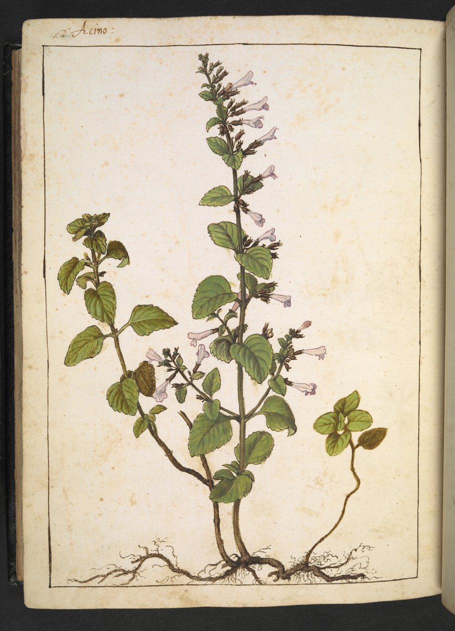 Acinos, Clinopodium: Wieloletnia roślina drzewiasta o kwiatach rurkowatych, z „Obrazów flory państw rzymskich” autorstwa Gherardo Cibo, Add MS 22333, f175v, c.1564-84 (akwarela i gwasz na papierze) autorstwa Gherardo Cibo