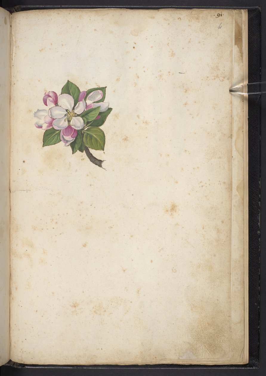 Dodaj MS 22333 f61r, Blossom, z „Obrazy flory państw rzymskich”, c.1564-84 (akwarela i gwasz na papierze) autorstwa Gherardo Cibo