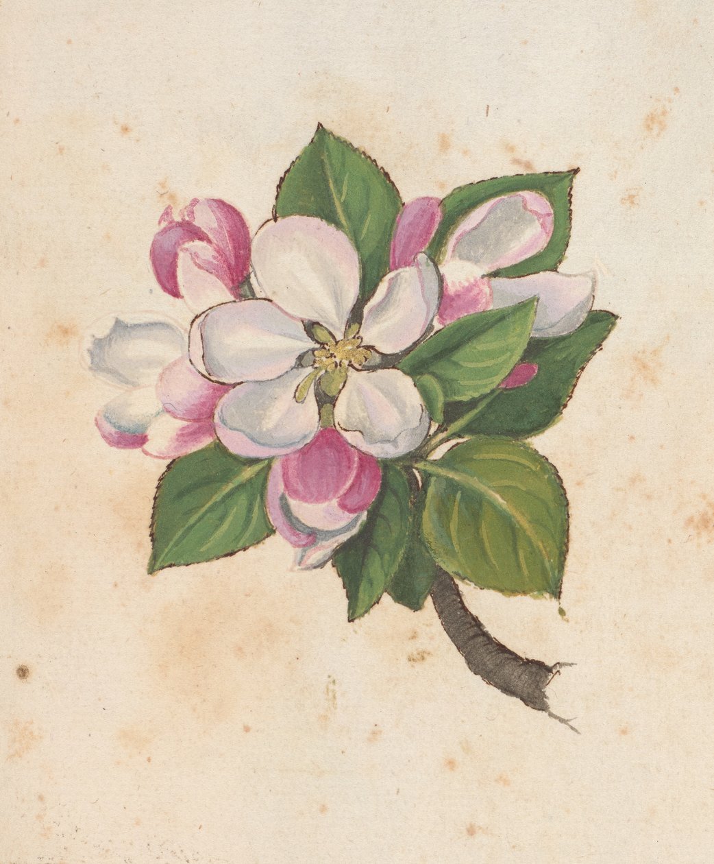 Dodaj MS 22333 f.61r, Blossom, z „Obrazy flory państw rzymskich”, c.1564-84 (akwarela i gwasz na papierze) autorstwa Gherardo Cibo