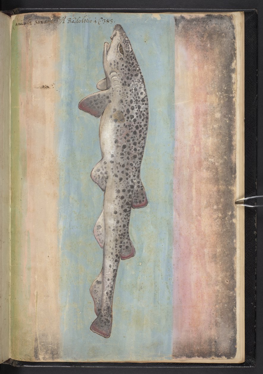 Dodaj MS 22333 f.66r, Fish, z „Obrazy flory państw rzymskich”, c.1564-84 (akwarela i gwasz na papierze) autorstwa Gherardo Cibo
