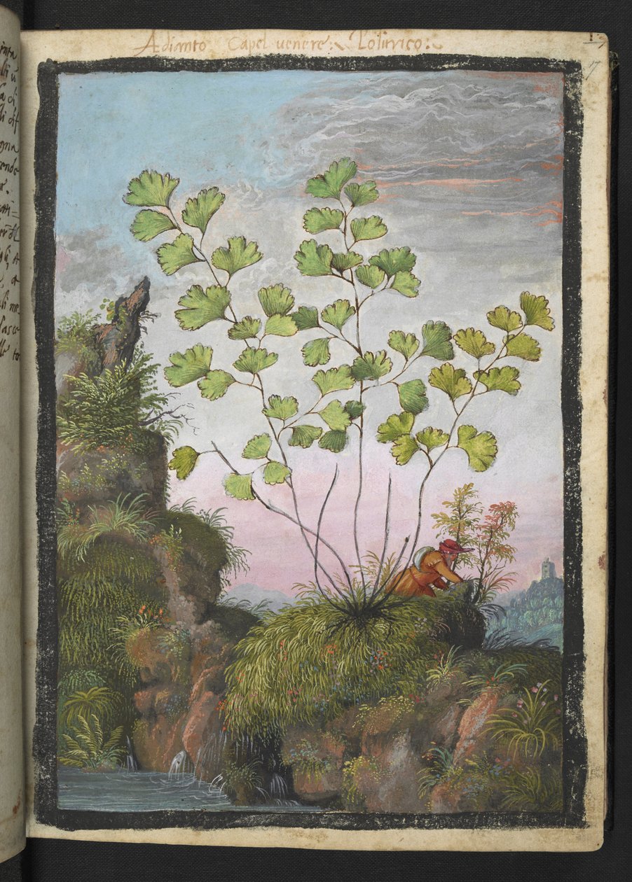 Adiantum capillus-veneris, z "Obrazów Flory Państw Rzymskich" Gherardo Cibo, Add MS 22333, f017r, c.1564-84 (akwarela i gwasz na papierze) autorstwa Gherardo Cibo