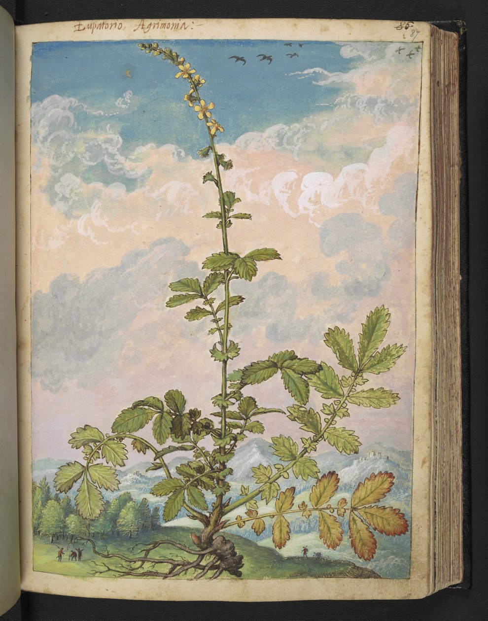 Agrimonia eupatoria, z "Obrazów Flory Państw Rzymskich" Gherardo Cibo, Add MS 22333, f087r, c.1564-84 (akwarela i gwasz na papierze) autorstwa Gherardo Cibo