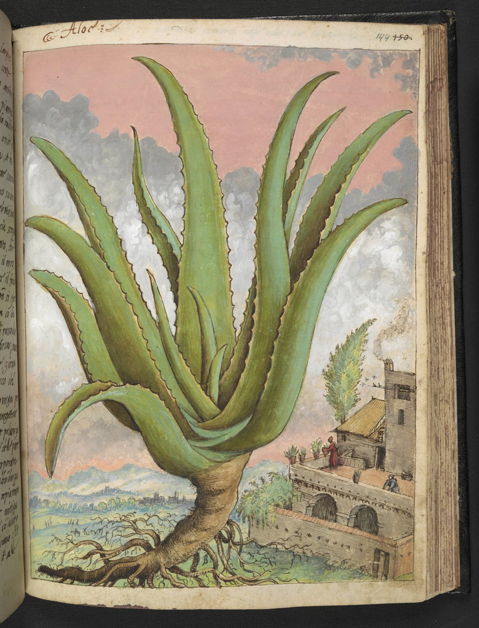 Aloe vera, z „Obrazów flory stanów rzymskich” Gherardo Cibo, Add MS 22333, f144r, c.1564-84 (akwarela i gwasz na papierze) autorstwa Gherardo Cibo
