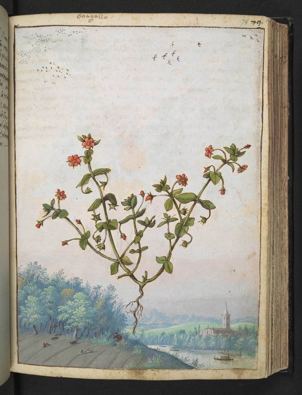 Anagalis arvensis: Roślina o czerwonych kwiatach, z „Obrazów flory stanów rzymskich” autorstwa Gherardo Cibo, Add MS 22333, f074r, c.1564-84 (akwarela i gwasz na papierze) autorstwa Gherardo Cibo