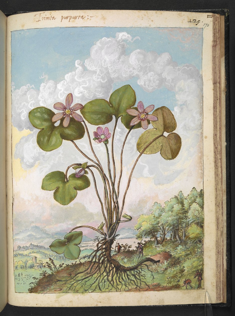 Anemone hepatica: roślina o różowych płatkach, z „Obrazów flory państw rzymskich” autorstwa Gherardo Cibo, Add MS 22333, f170r, c.1564-84 (akwarela i gwasz na papierze) autorstwa Gherardo Cibo
