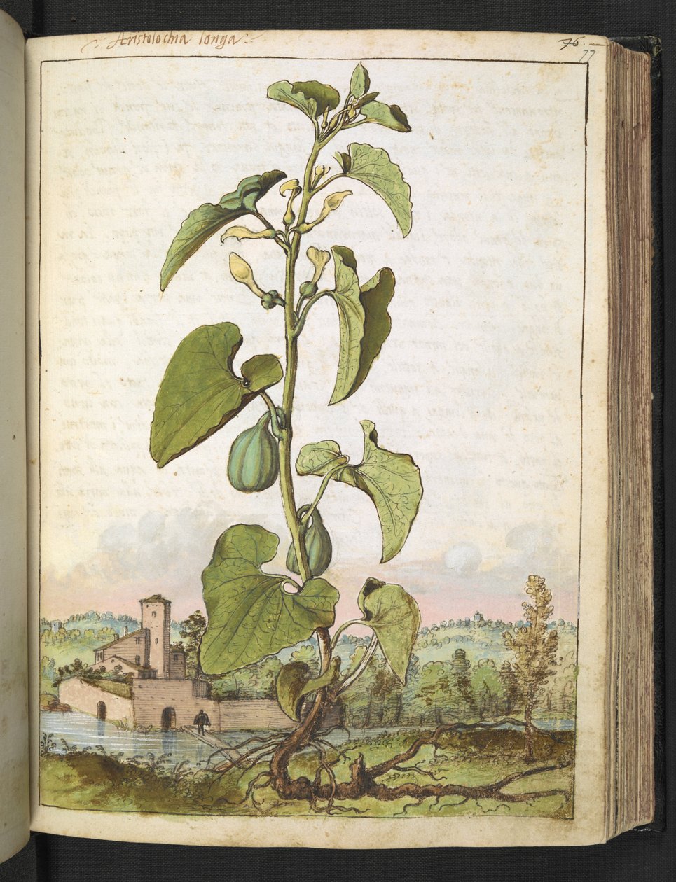 Aristolochia clematitis, z „Obrazów flory państw rzymskich” Gherardo Cibo, Add MS 22333, f077r, c.1564-84 (akwarela i gwasz na papierze) autorstwa Gherardo Cibo