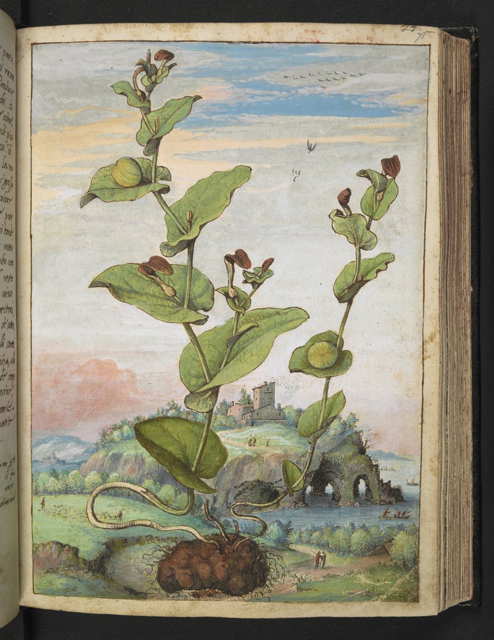 Aristolochia rotunda: Roślina owocująca, z „Obrazów flory państw rzymskich” autorstwa Gherardo Cibo, Add MS 22333, f078r, c.1564-84 (akwarela i gwasz na papierze) autorstwa Gherardo Cibo