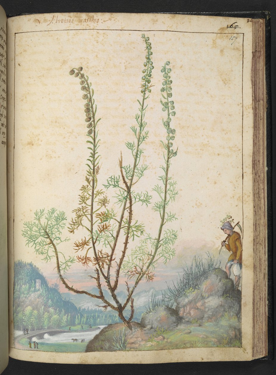 Artemisia abrotanum (southernwood), z „Obraz flory stanów rzymskich” Gherardo Cibo, Add MS 22333, f157r, c.1564-84 (akwarela i gwasz na papierze) autorstwa Gherardo Cibo