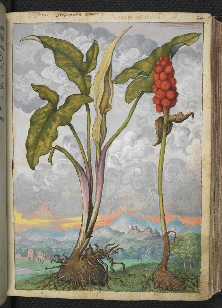Arum italicum, z "Obrazy Flory Państw Rzymskich" Gherardo Cibo, Add MS 22333, f053r, c.1564-84 (akwarela i gwasz na papierze) autorstwa Gherardo Cibo