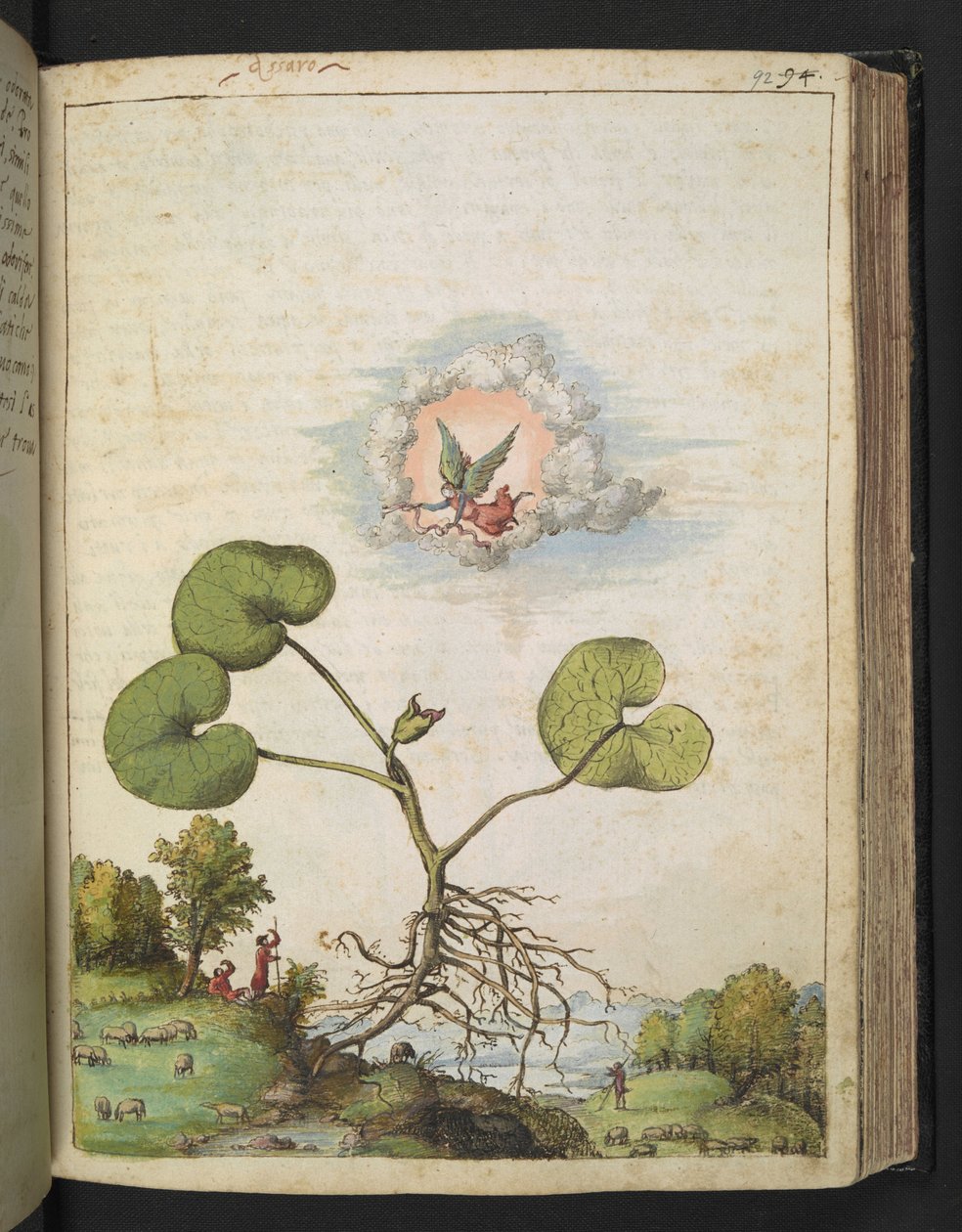 Asarum europaeum, z „Obrazy Flory państw rzymskich” autorstwa Gherardo Cibo, Add MS 22333, f092r, c.1564-84 (akwarela i gwasz na papierze) autorstwa Gherardo Cibo