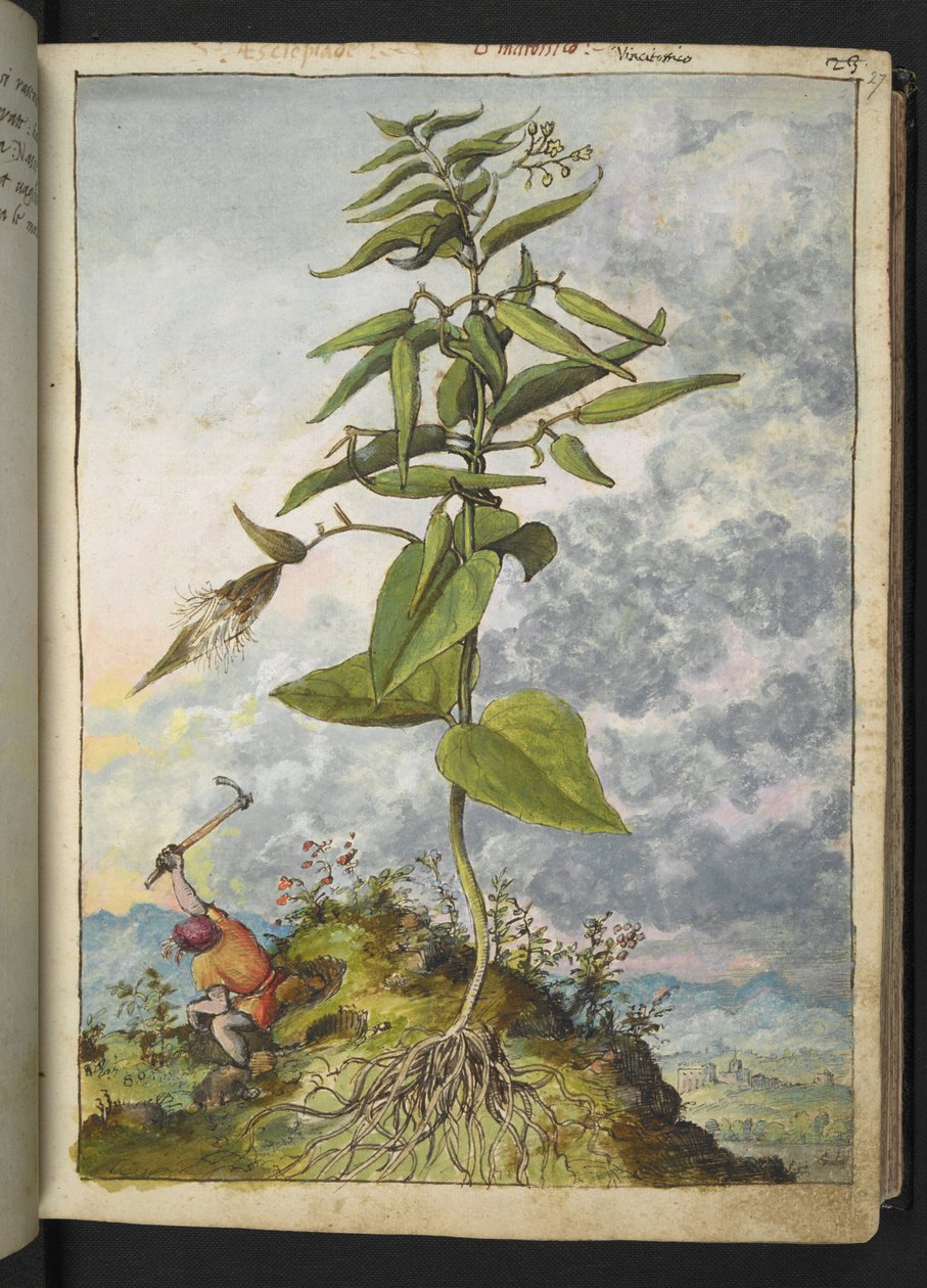 Asclepias, z „Obrazy flory stanów rzymskich” Gherardo Cibo, Add MS 22333, f027r, c.1564-84 (akwarela i gwasz na papierze) autorstwa Gherardo Cibo