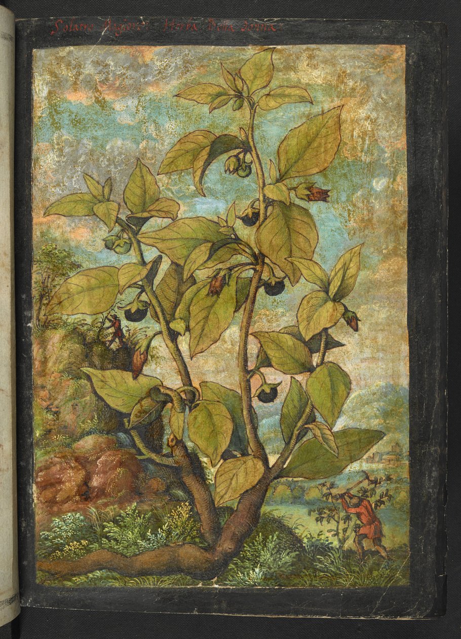 Atropa belladonna lub Atropa bella-donna, z „Obraz flory państw rzymskich” autorstwa Gherardo Cibo, Add MS 22333, f005r, c.1564-84 (akwarela i gwasz na papierze) autorstwa Gherardo Cibo