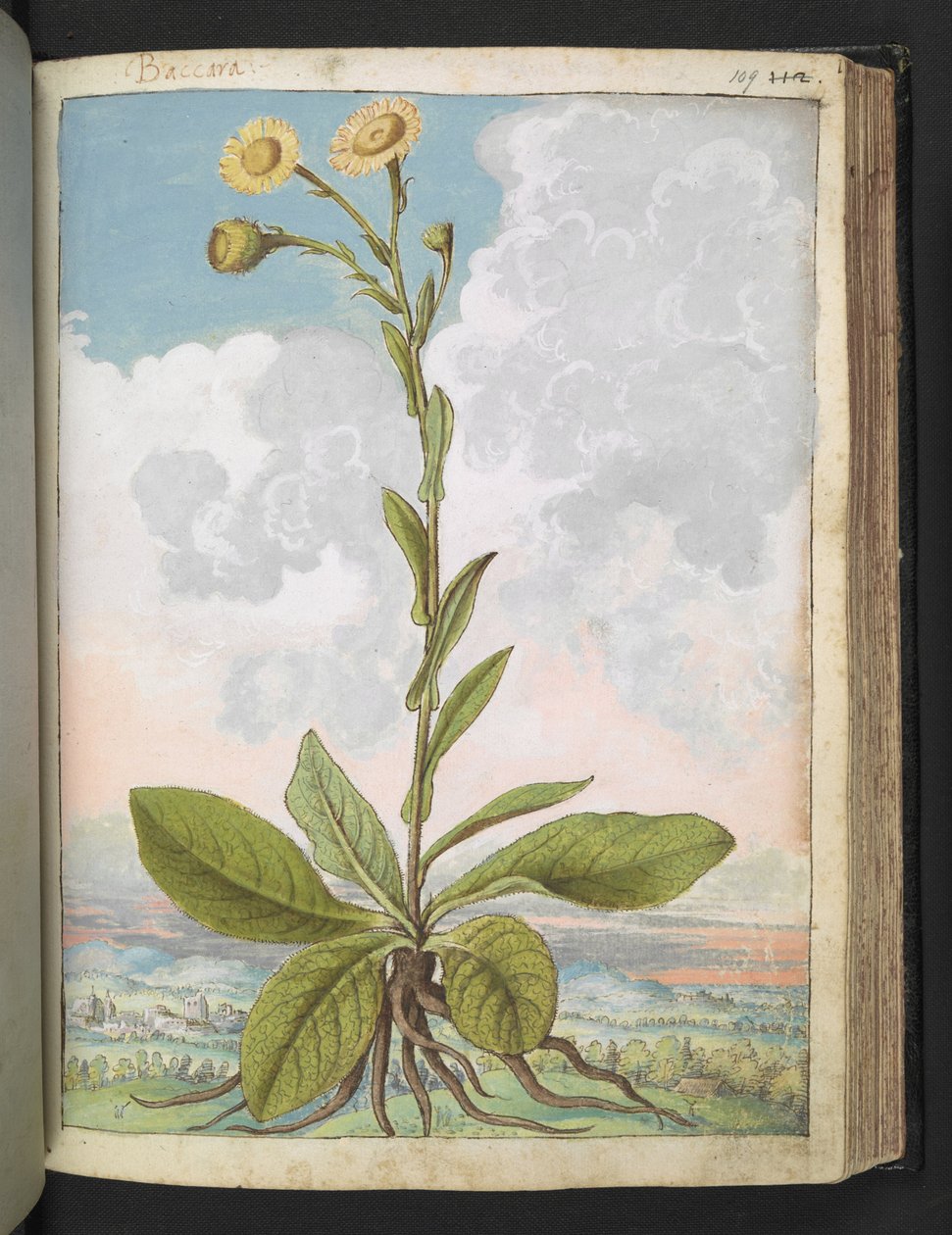Baccara, z „Obrazy flory stanów rzymskich” autorstwa Gherardo Cibo, Add MS 22333, f109r, c.1564-84 (akwarela i gwasz na papierze) autorstwa Gherardo Cibo