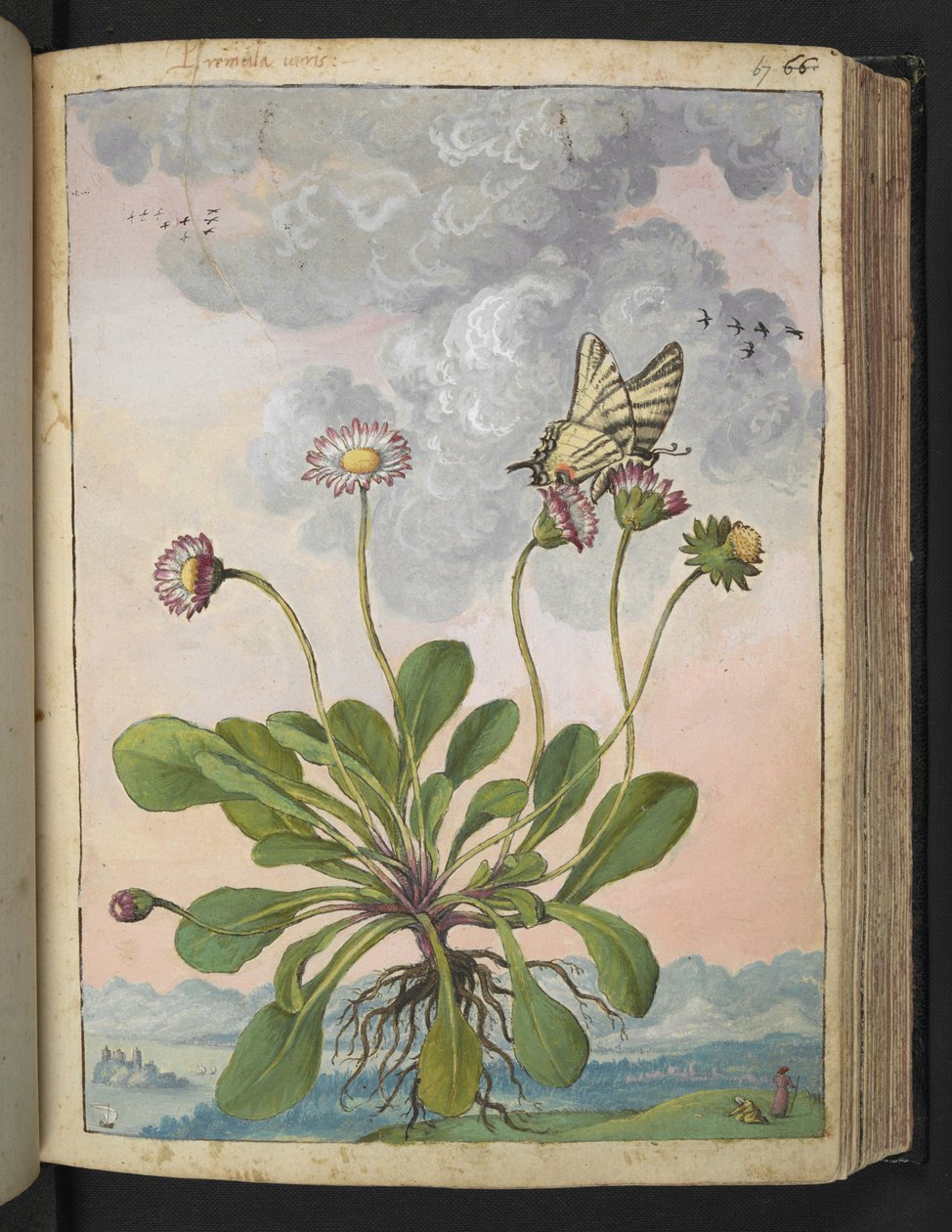 Bellis perennis, z „Obrazy flory stanów rzymskich” Gherardo Cibo, Add MS 22333, f067r, c.1564-84 (akwarela i gwasz na papierze) autorstwa Gherardo Cibo