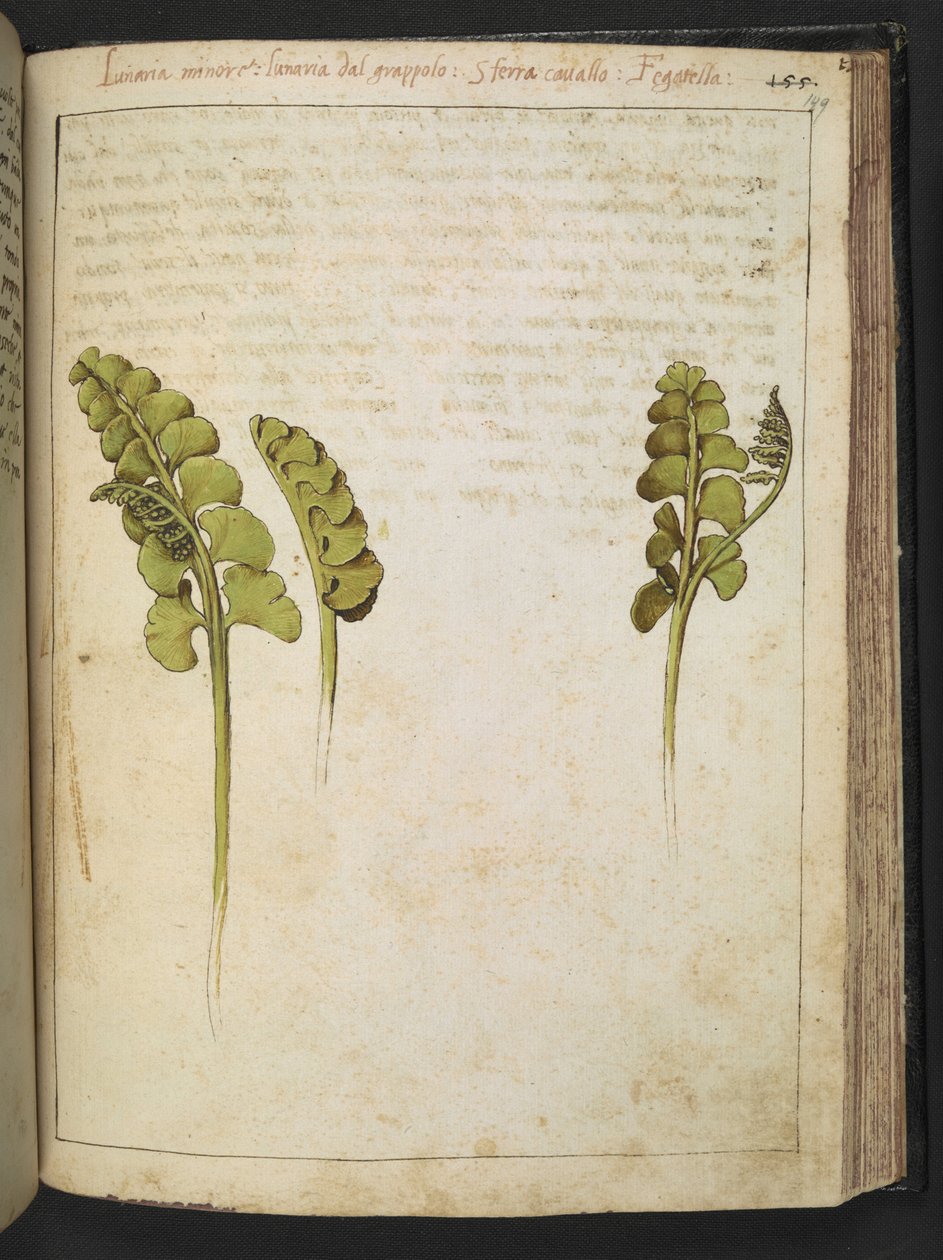 Botrychium lunaria (paproć), z "Obrazów flory państw rzymskich" Gherardo Cibo, Add MS 22333, f149r, c.1564-84 (akwarela i gwasz na papierze) autorstwa Gherardo Cibo
