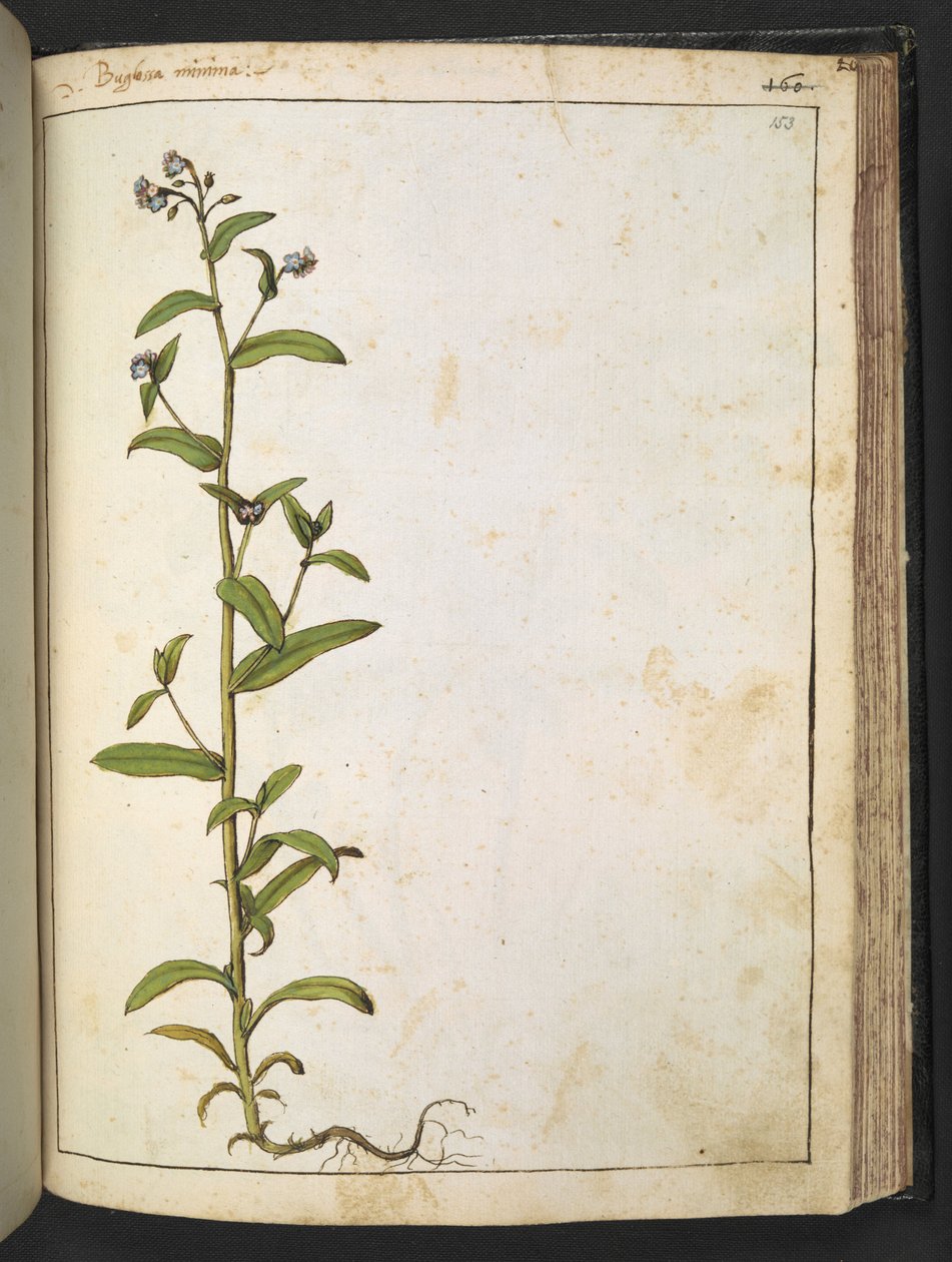 Buglossa, Anchusa azurea (Loddon Royalist), z „Obrazów flory stanów rzymskich” autorstwa Gherardo Cibo, Add MS 22333, f153r, c.1564-84 (akwarela i gwasz na papierze) autorstwa Gherardo Cibo