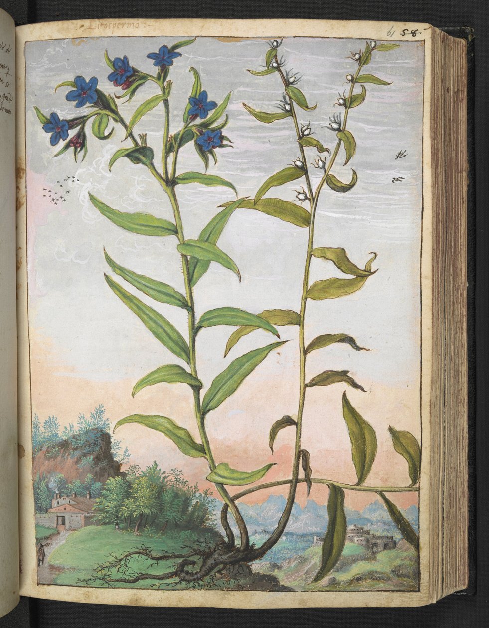 Buglossoides purpurocaerulea , z „Obrazów flory stanów rzymskich” autorstwa Gherardo Cibo, Add MS 22333, f061r, c.1564-84 (akwarela i gwasz na papierze) autorstwa Gherardo Cibo