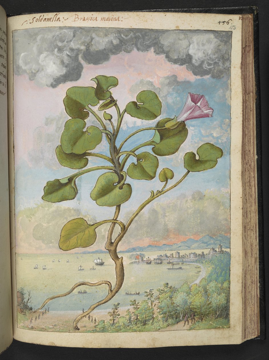 Calystegia soldanella, z "Obrazów flory państw rzymskich" Gherardo Cibo, Add MS 22333, f150r, c.1564-84 (akwarela i gwasz na papierze) autorstwa Gherardo Cibo
