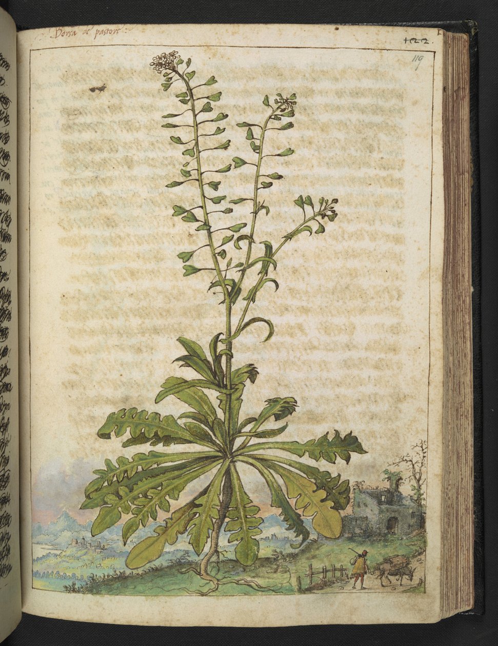 Capsella bursa-pastoris, z „Obrazów flory państw rzymskich” Gherardo Cibo, Add MS 22333, f119r, c.1564-84 (akwarela i gwasz na papierze) autorstwa Gherardo Cibo
