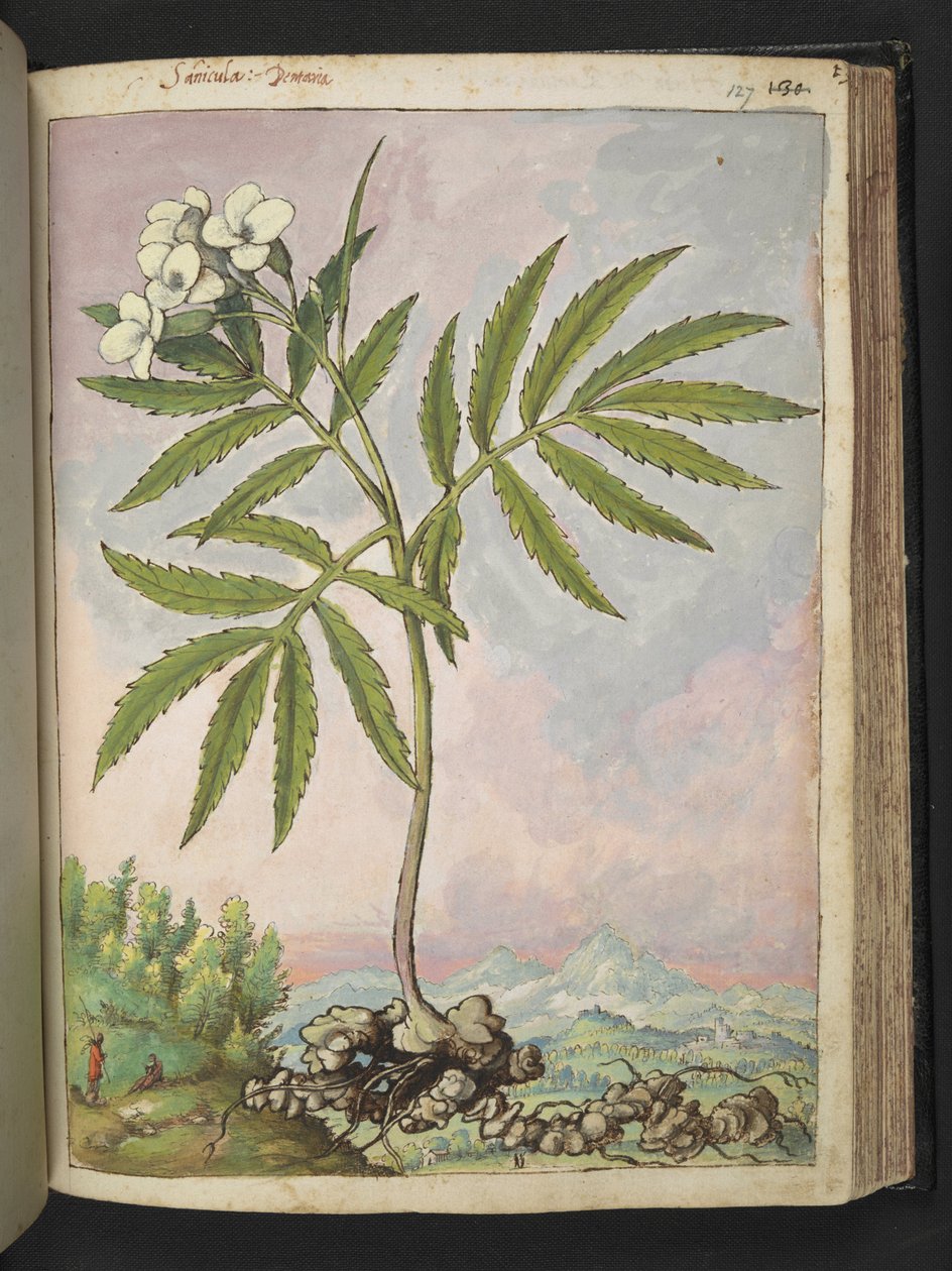 Cardamine heptaphylla, z „Obrazów flory stanów rzymskich” autorstwa Gherardo Cibo, Add MS 22333, f127r, c.1564-84 (akwarela i gwasz na papierze) autorstwa Gherardo Cibo