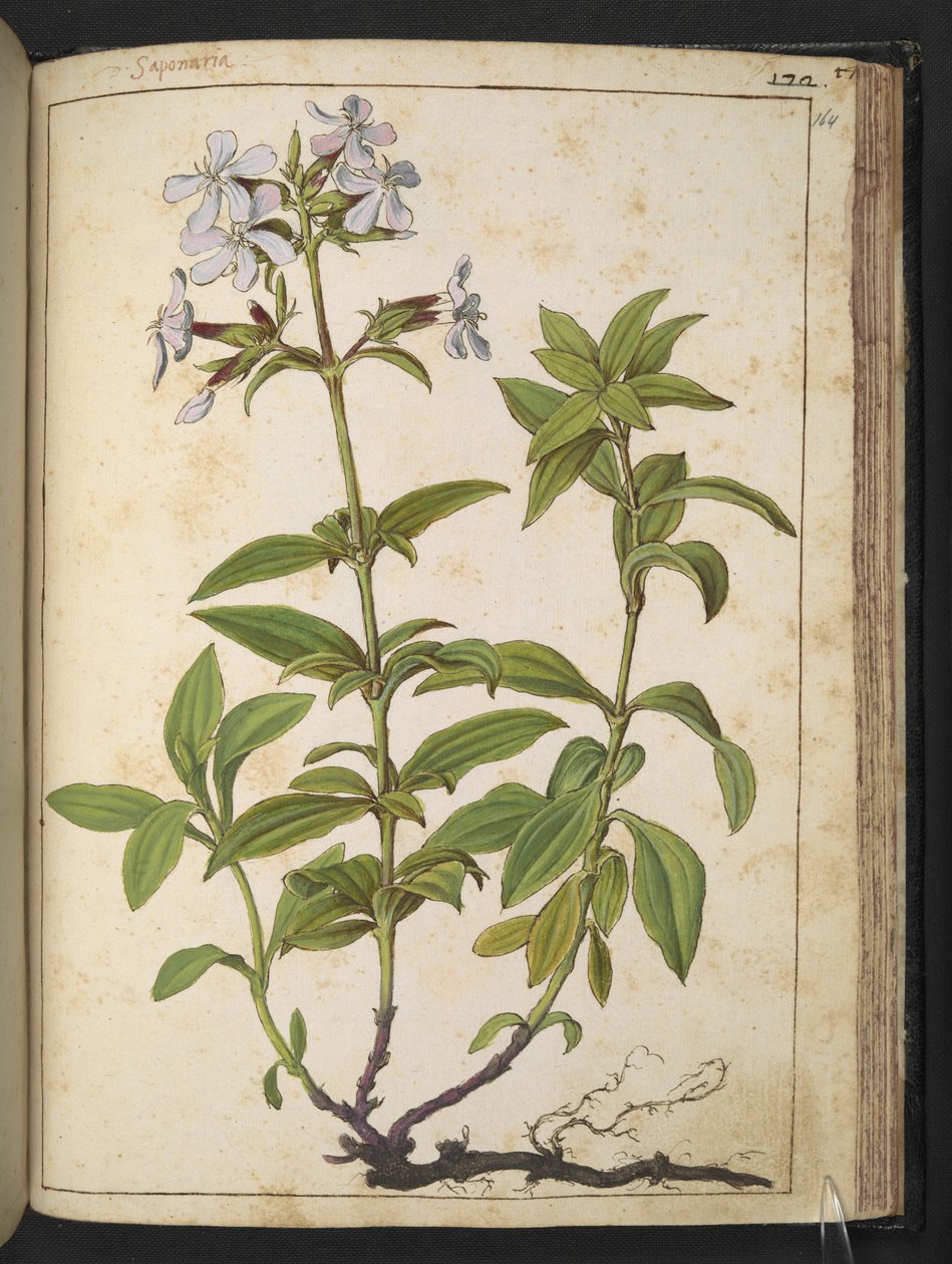 Caryophyllaceae (Mydlnica): rodzaj roślin kwitnących z rodziny różowej, z „Obrazów flory stanów rzymskich” autorstwa Gherardo Cibo, Add MS 22333, f164r, c.1564-84 (akwarela i gwasz na papierze) autorstwa Gherardo Cibo