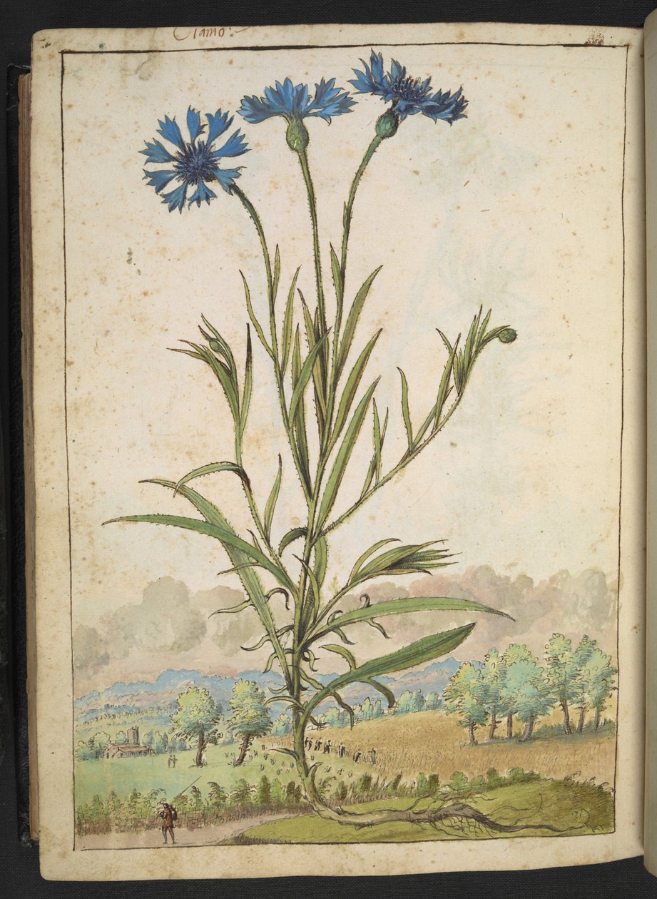 Centaurea cyanus: kwiat z niebieskimi płatkami, z „Obraz flory państw rzymskich” autorstwa Gherardo Cibo, Add MS 22333, f177v, c.1564-84 (akwarela i gwasz na papierze) autorstwa Gherardo Cibo
