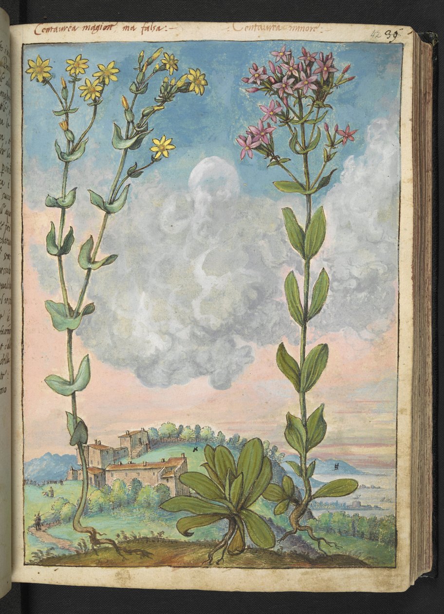 Centaurium erythraea, z „Obrazów flory państw rzymskich” Gherardo Cibo, Add MS 22333, f042r, c.1564-84 (akwarela i gwasz na papierze) autorstwa Gherardo Cibo