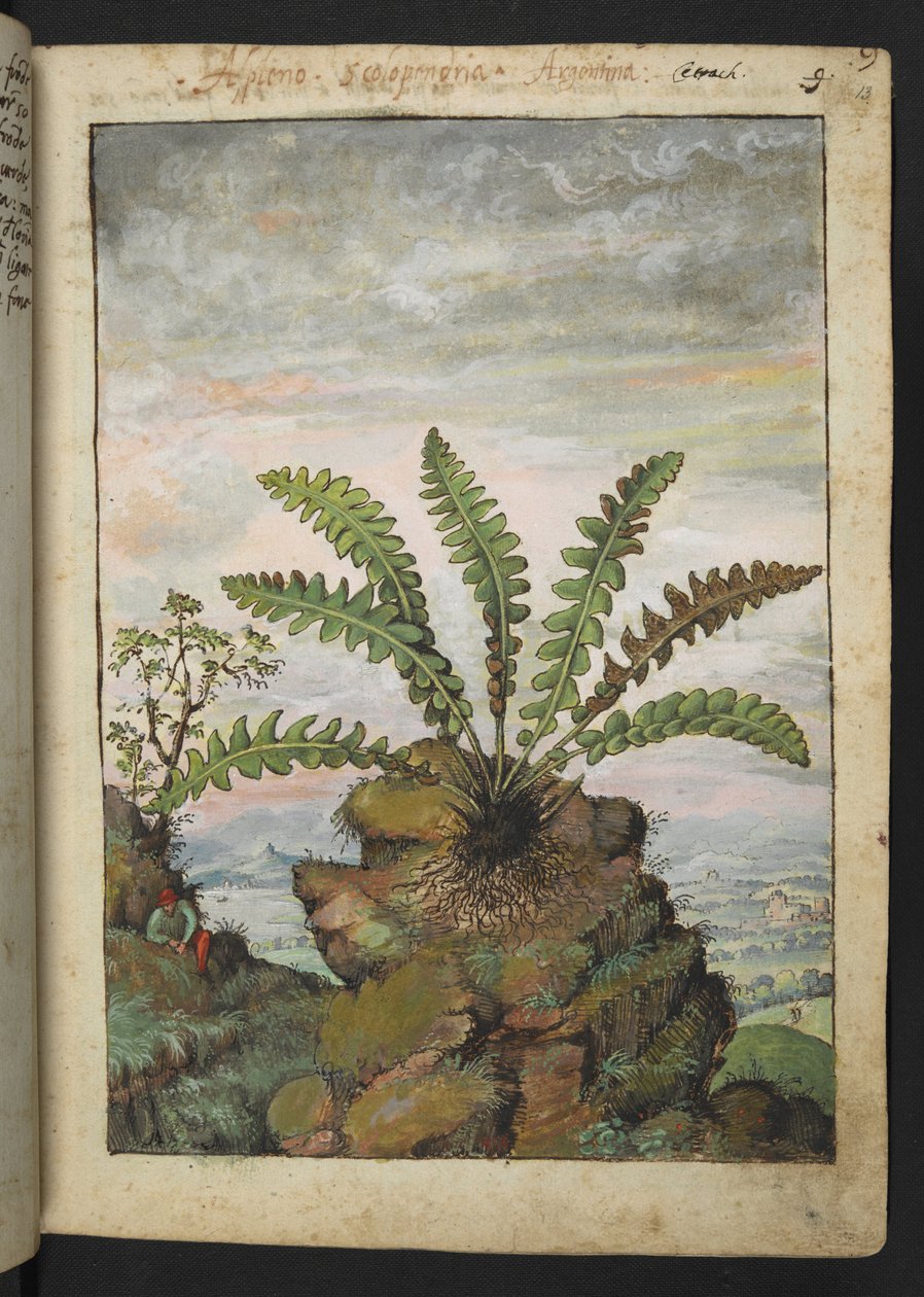 Ceterach officinarum, z "Obrazów Flory Państw Rzymskich" Gherardo Cibo, Add MS 22333, f013r, c.1564-84 (akwarela i gwasz na papierze) autorstwa Gherardo Cibo
