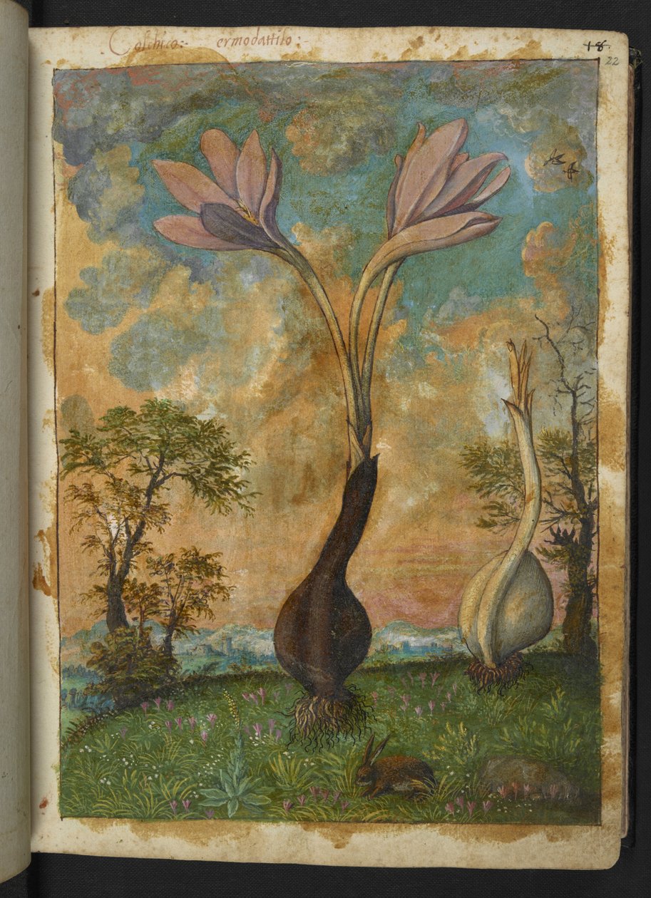 Colchicum autumnale, z "Obrazów flory stanów rzymskich" Gherardo Cibo, Add MS 22333, f022r, c.1564-84 (akwarela i gwasz na papierze) autorstwa Gherardo Cibo
