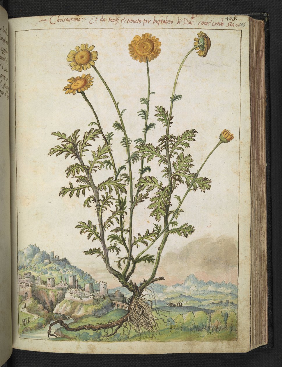 Cota tinctoria, z "Obrazów flory stanów rzymskich" Gherardo Cibo, Add MS 22333, f106r, c.1564-84 (akwarela i gwasz na papierze) autorstwa Gherardo Cibo