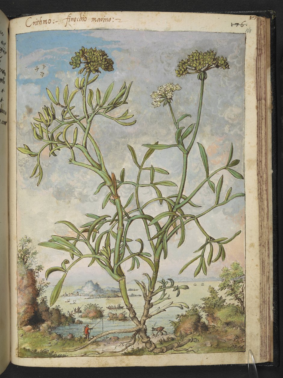 Crithmum maritimum, prawdopodobnie Crithmum, z „Obrazów flory stanów rzymskich” Gherardo Cibo, Add MS 22333, f168r, c.1564-84 (akwarela i gwasz na papierze) autorstwa Gherardo Cibo