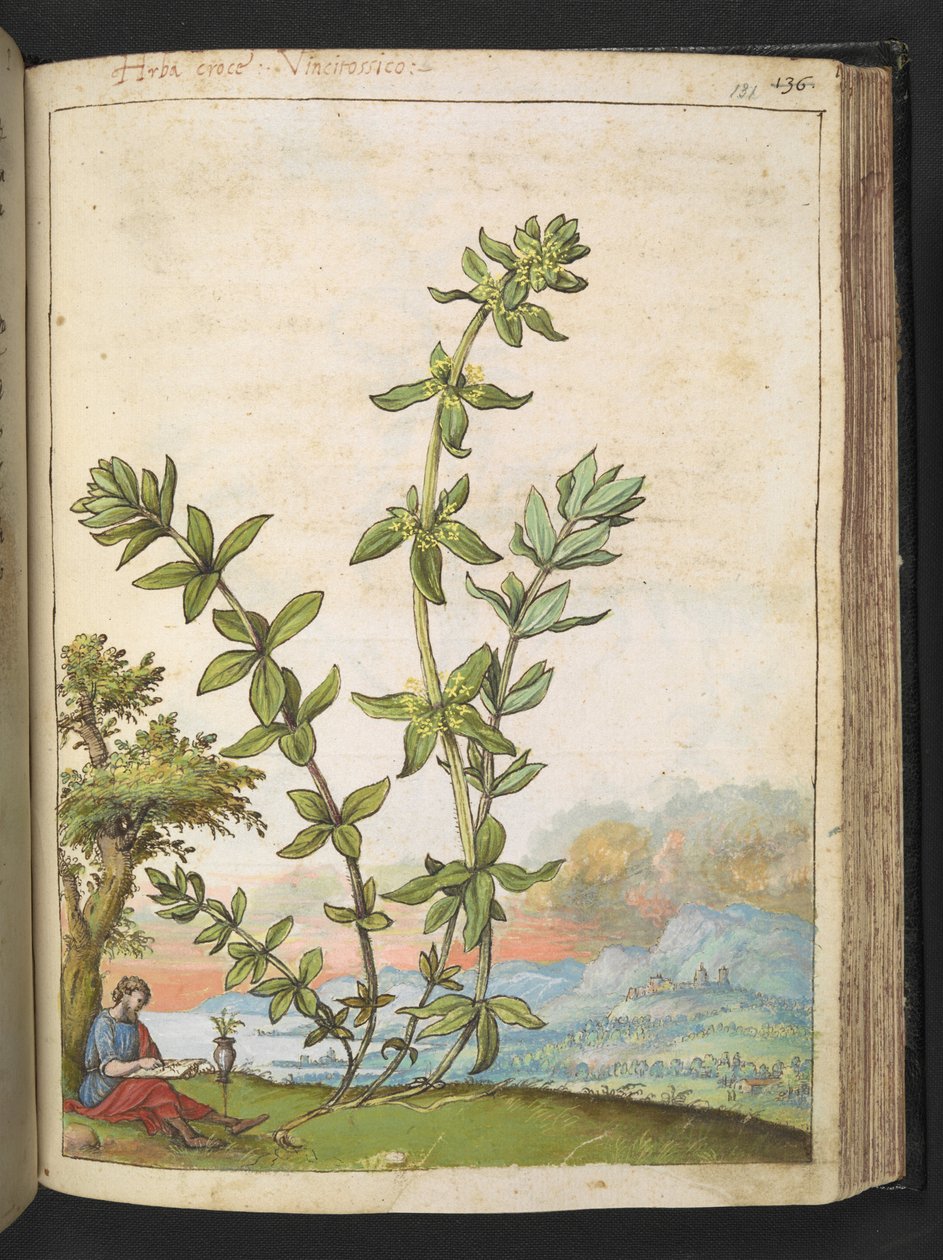 Cruciata laevipes, z „Obrazy flory stanów rzymskich” Gherardo Cibo, Add MS 22333, f131r, c.1564-84 (akwarela i gwasz na papierze) autorstwa Gherardo Cibo