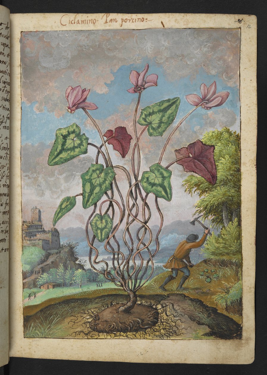 Cyclamen hederifolium, z "Obrazów flory państw rzymskich" Gherardo Cibo, Add MS 22333, f012r, c.1564-84 (akwarela i gwasz na papierze) autorstwa Gherardo Cibo