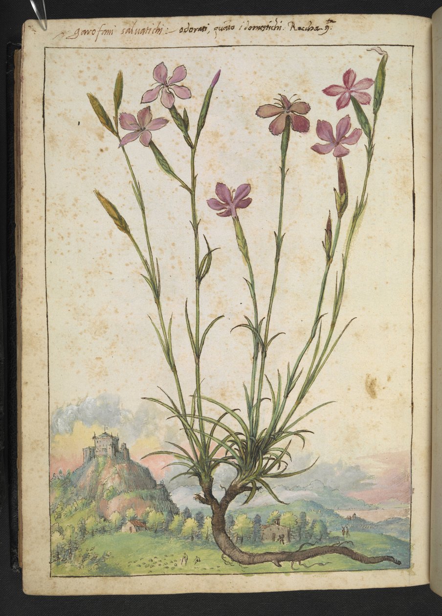 Dianthus longicaulis: Roślina o różowych płatkach, z „Obrazów flory stanów rzymskich” Gherardo Cibo, Add MS 22333, f179v, c.1564-84 (akwarela i gwasz na papierze) autorstwa Gherardo Cibo