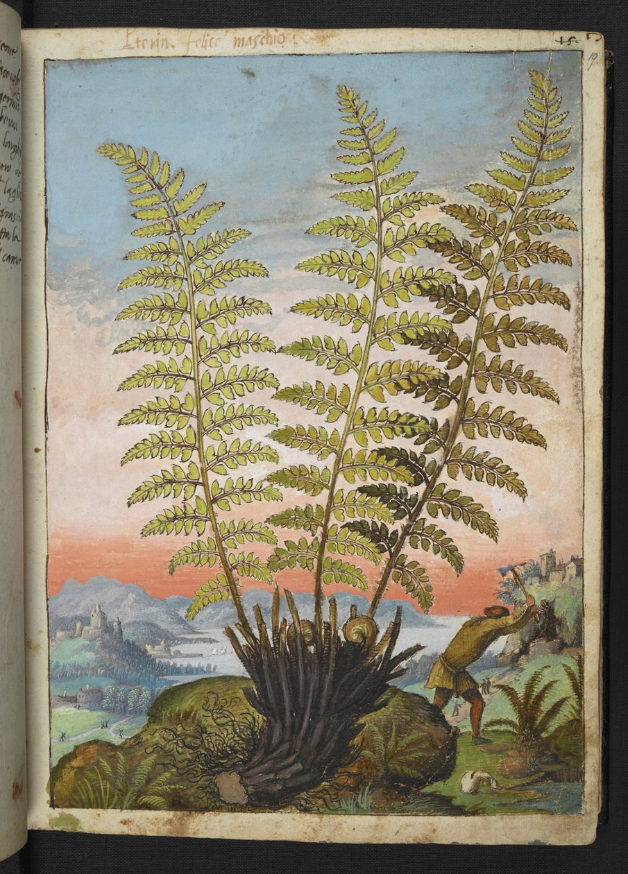 Dryopteris filix mas: Paproć, z „Obraz flory państw rzymskich” Gherardo Cibo, Add MS 22333, f019r, c.1564-84 (akwarela i gwasz na papierze) autorstwa Gherardo Cibo