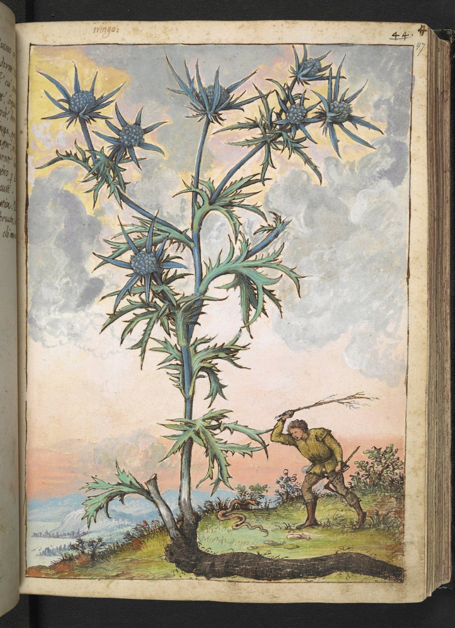 Eryngium maritimum, z „Obrazów flory stanów rzymskich” Gherardo Cibo, Add MS 22333, f047r, c.1564-84 (akwarela i gwasz na papierze) autorstwa Gherardo Cibo