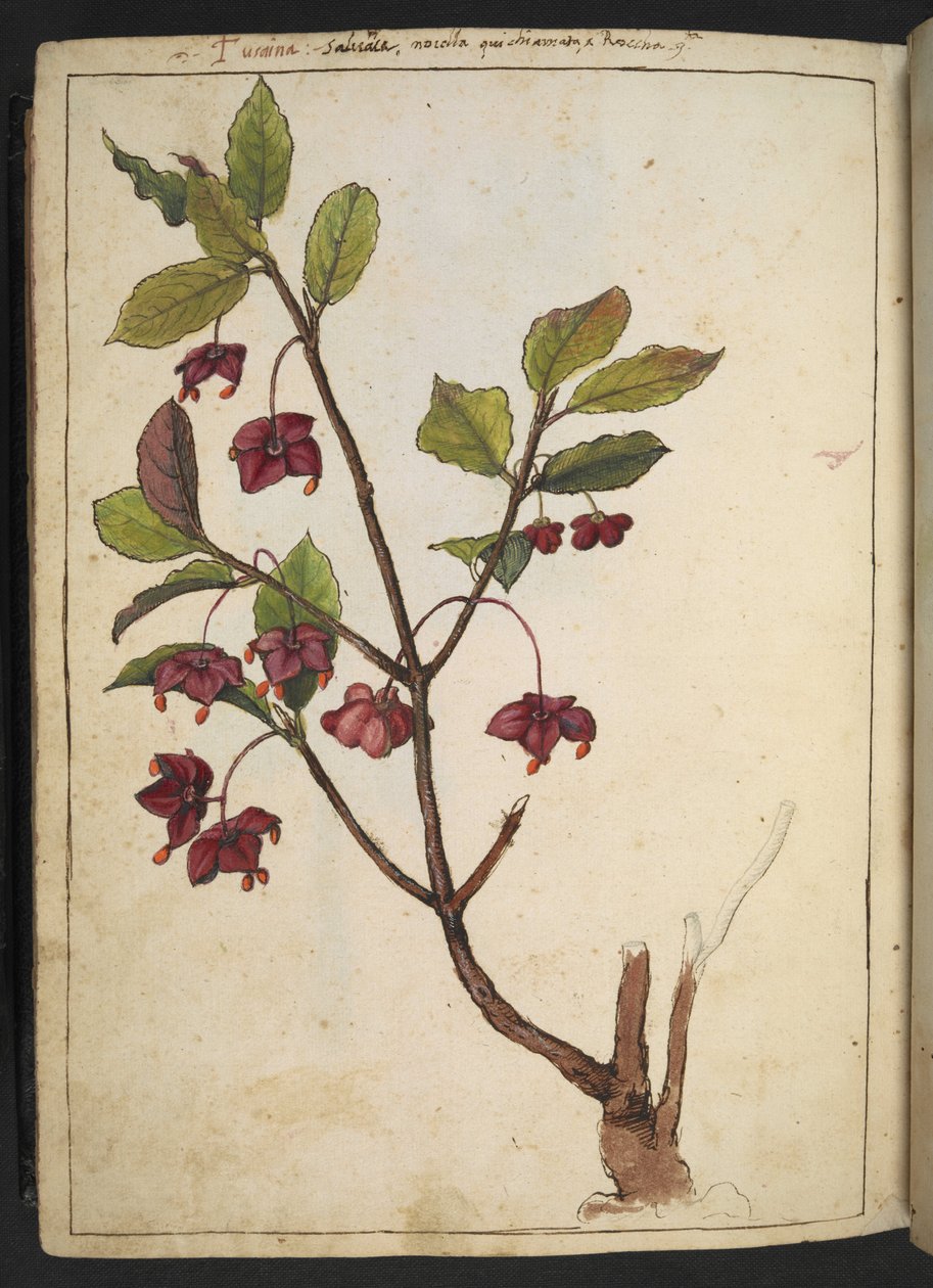 Euonymus europaeus (wrzeciono europejskie): roślina o czerwonych płatkach, z „Obrazów flory państw rzymskich” autorstwa Gherardo Cibo, Add MS 22333, f183v, c.1564-84 (akwarela i gwasz na papierze) autorstwa Gherardo Cibo