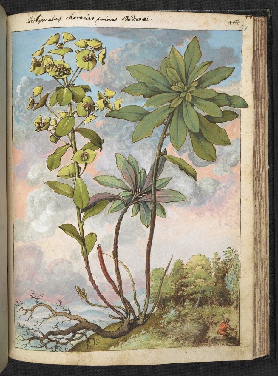 Euphorbia amygdaloides lub Euphorbia characias, z "Obrazów flory stanów rzymskich" Gherardo Cibo, Add MS 22333, f154r, c.1564-84 (akwarela i gwasz na papierze) autorstwa Gherardo Cibo