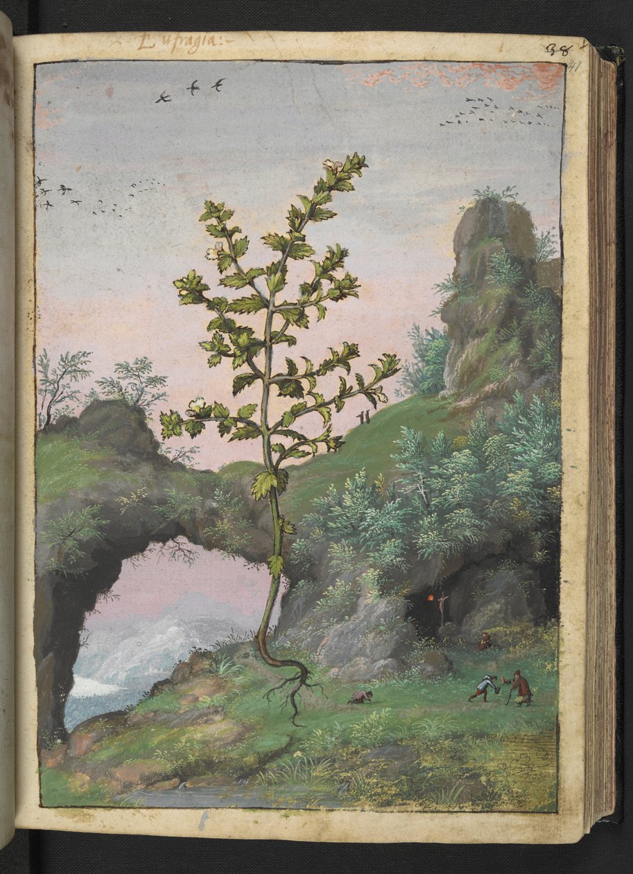 Euphrasia officinalis, z „Obrazów flory państw rzymskich” Gherardo Cibo, Add MS 22333, f041r, c.1564-84 (akwarela i gwasz na papierze) autorstwa Gherardo Cibo