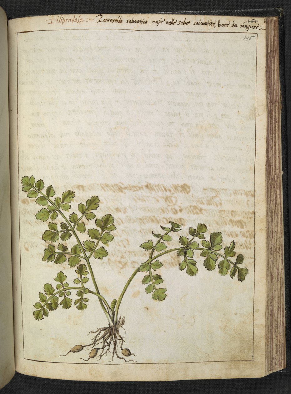 Filipendula, z „Obrazy flory stanów rzymskich” Gherardo Cibo, Add MS 22333, f145r, c.1564-84 (akwarela i gwasz na papierze) autorstwa Gherardo Cibo