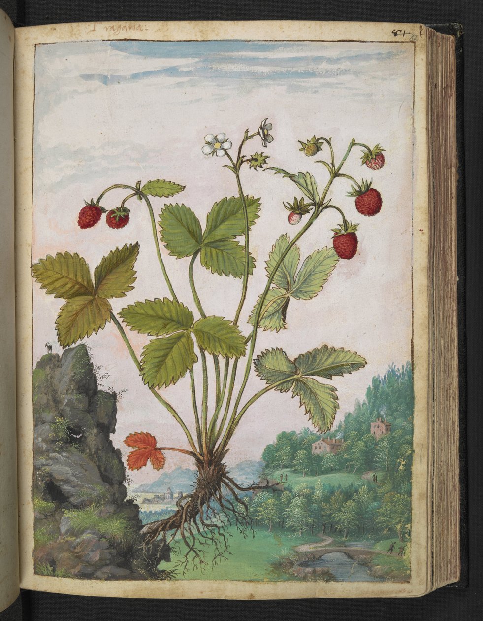 Fragaria vesca, z „Obrazów flory państw rzymskich” Gherardo Cibo, Add MS 22333, f082r, c.1564-84 (akwarela i gwasz na papierze) autorstwa Gherardo Cibo