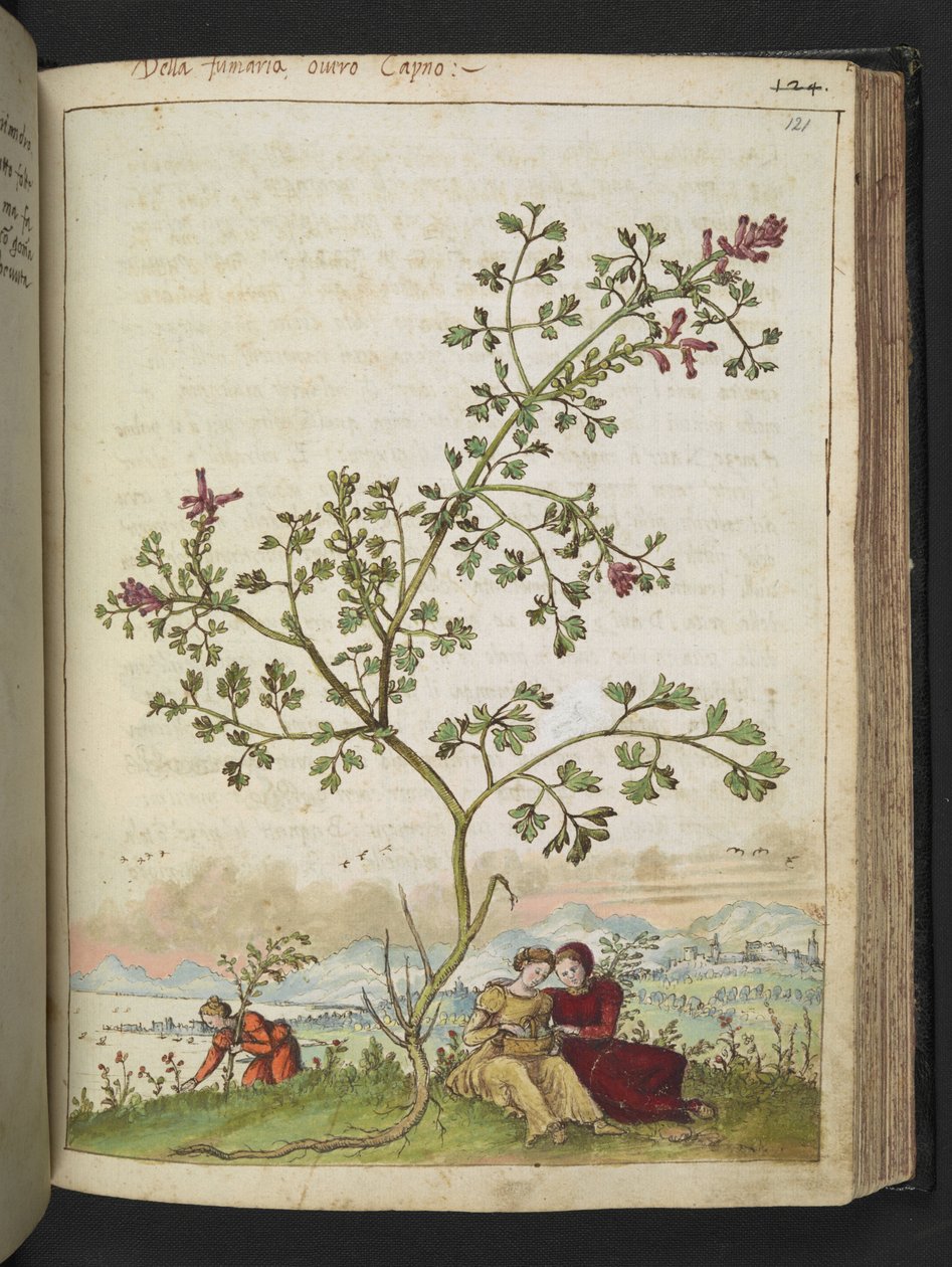 Fumaria gaillardotii , z "Obrazów flory stanów rzymskich" Gherardo Cibo, Add MS 22333, f121r, c.1564-84 (akwarela i gwasz na papierze) autorstwa Gherardo Cibo