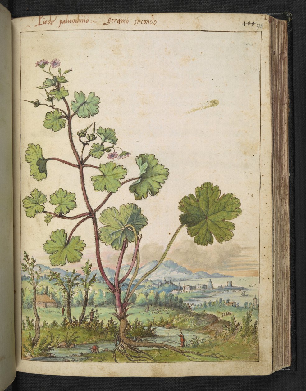 Geranium rotundifolium: Roślina o różowych kwiatach. , z „Obrazy flory stanów rzymskich” Gherardo Cibo, Add MS 22333, f098r, c.1564-84 (akwarela i gwasz na papierze) autorstwa Gherardo Cibo