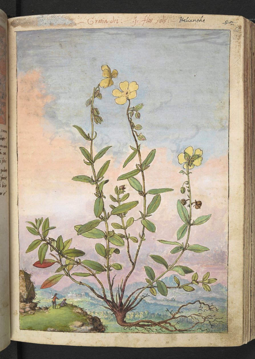 Helianthemum nummularium, z „Obrazów flory państw rzymskich” Gherardo Cibo, Add MS 22333, f055r, c.1564-84 (akwarela i gwasz na papierze) autorstwa Gherardo Cibo