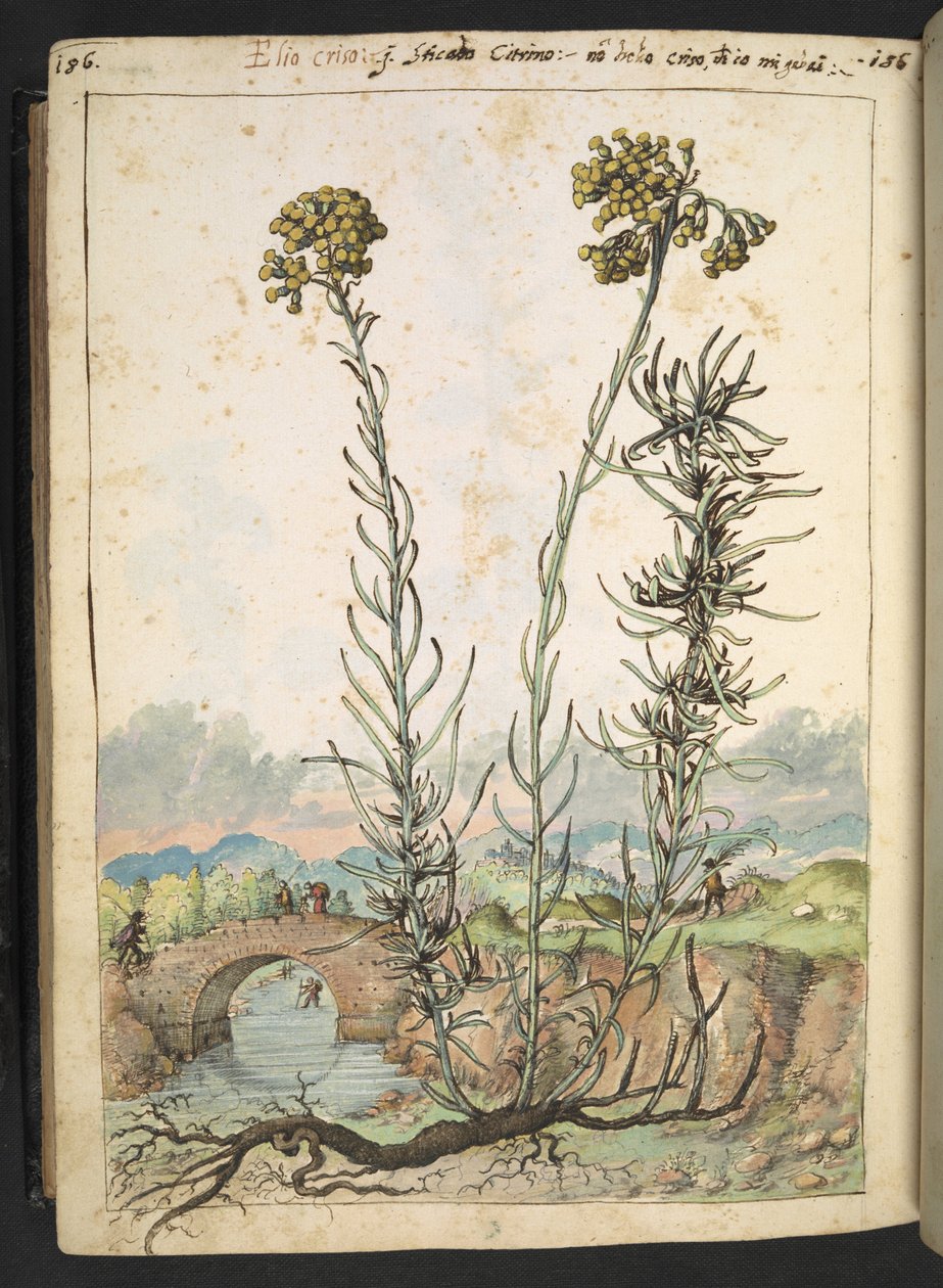 Helichrysum italicum: roślina z żółtymi pąkami, z „Obrazów flory państw rzymskich” autorstwa Gherardo Cibo, Add MS 22333, f176v, c.1564-84 (akwarela i gwasz na papierze) autorstwa Gherardo Cibo