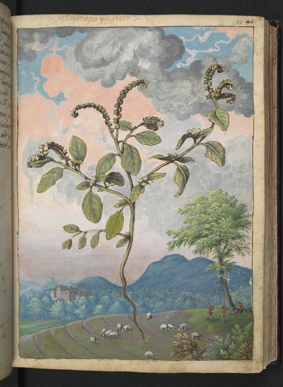 Heliotropium europeanum, z "Obraz flory państw rzymskich" Gherardo Cibo, Add MS 22333, f044r, c.1564-84 (akwarela i gwasz na papierze) autorstwa Gherardo Cibo