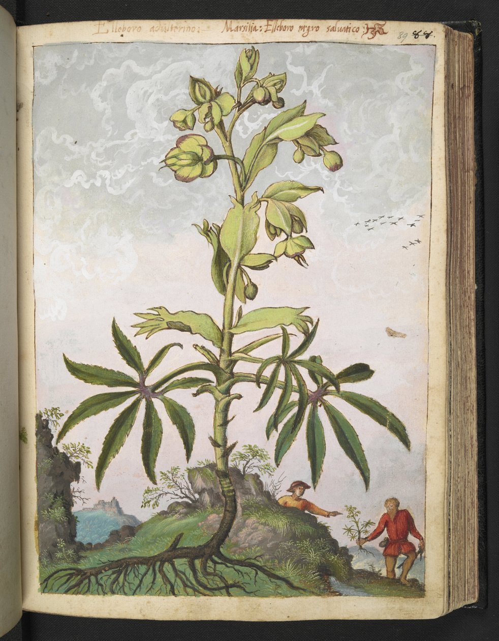 Helleborus foetidus, z „Obrazów flory stanów rzymskich” autorstwa Gherardo Cibo, Add MS 22333, f089r, c.1564-84 (akwarela i gwasz na papierze) autorstwa Gherardo Cibo